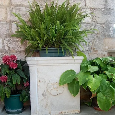 Violic Gasthuis Zaton (Dubrovnik-Neretva)